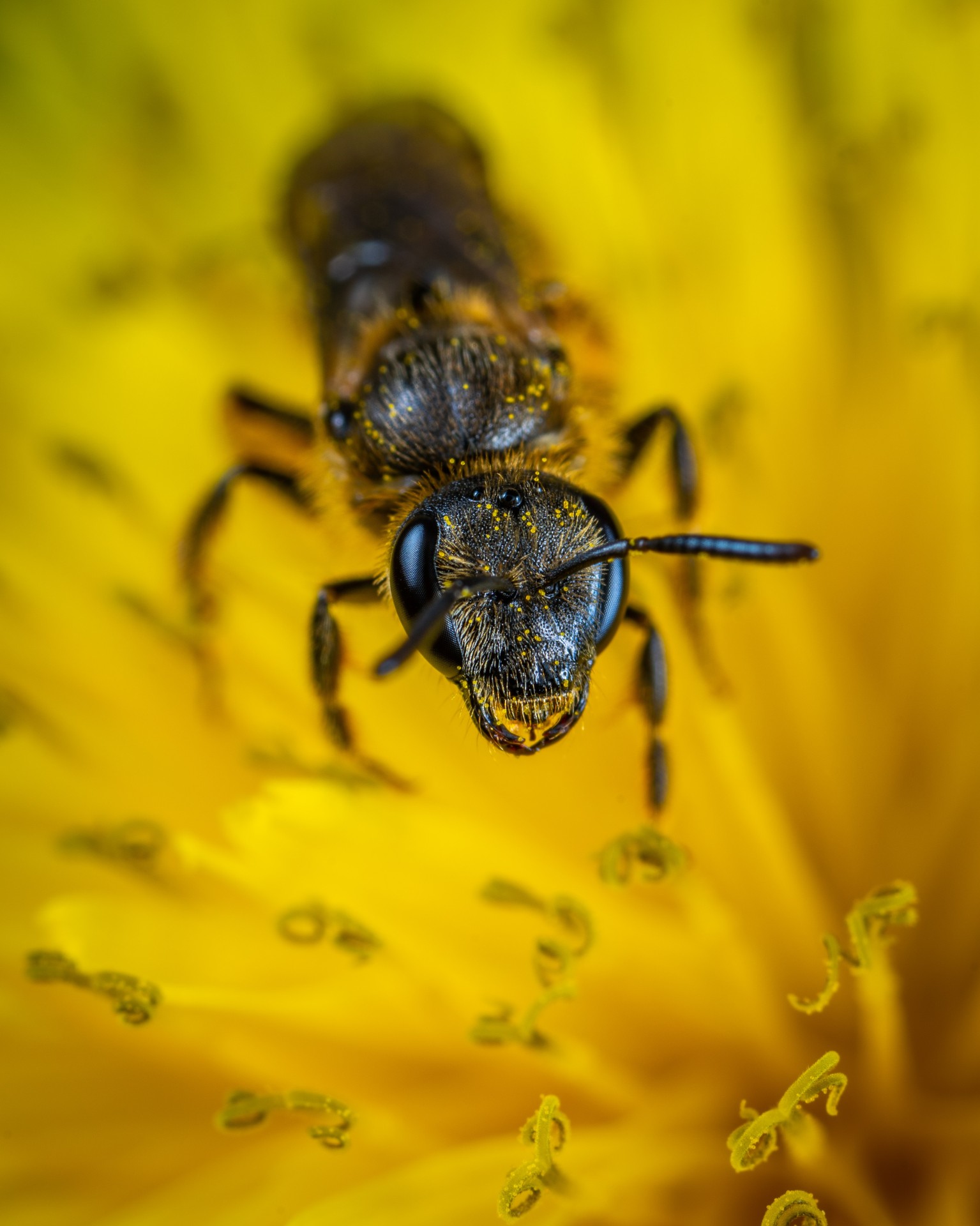 The Buzz About Bugs: How the Bangladesh Entomological Society Protects Our Environment