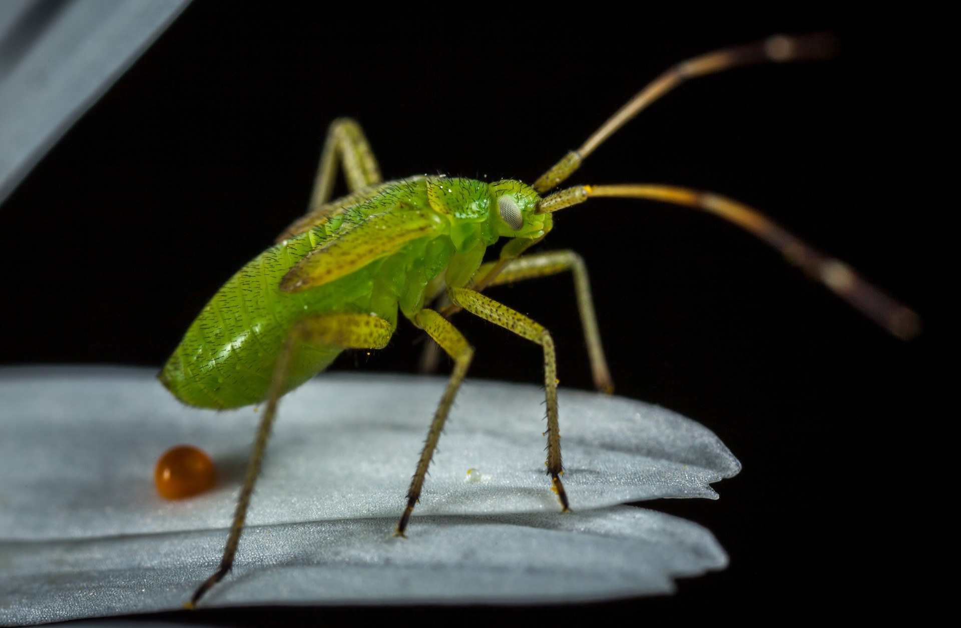 Don't Bug Out! The Bangladesh Entomological Society Needs You!