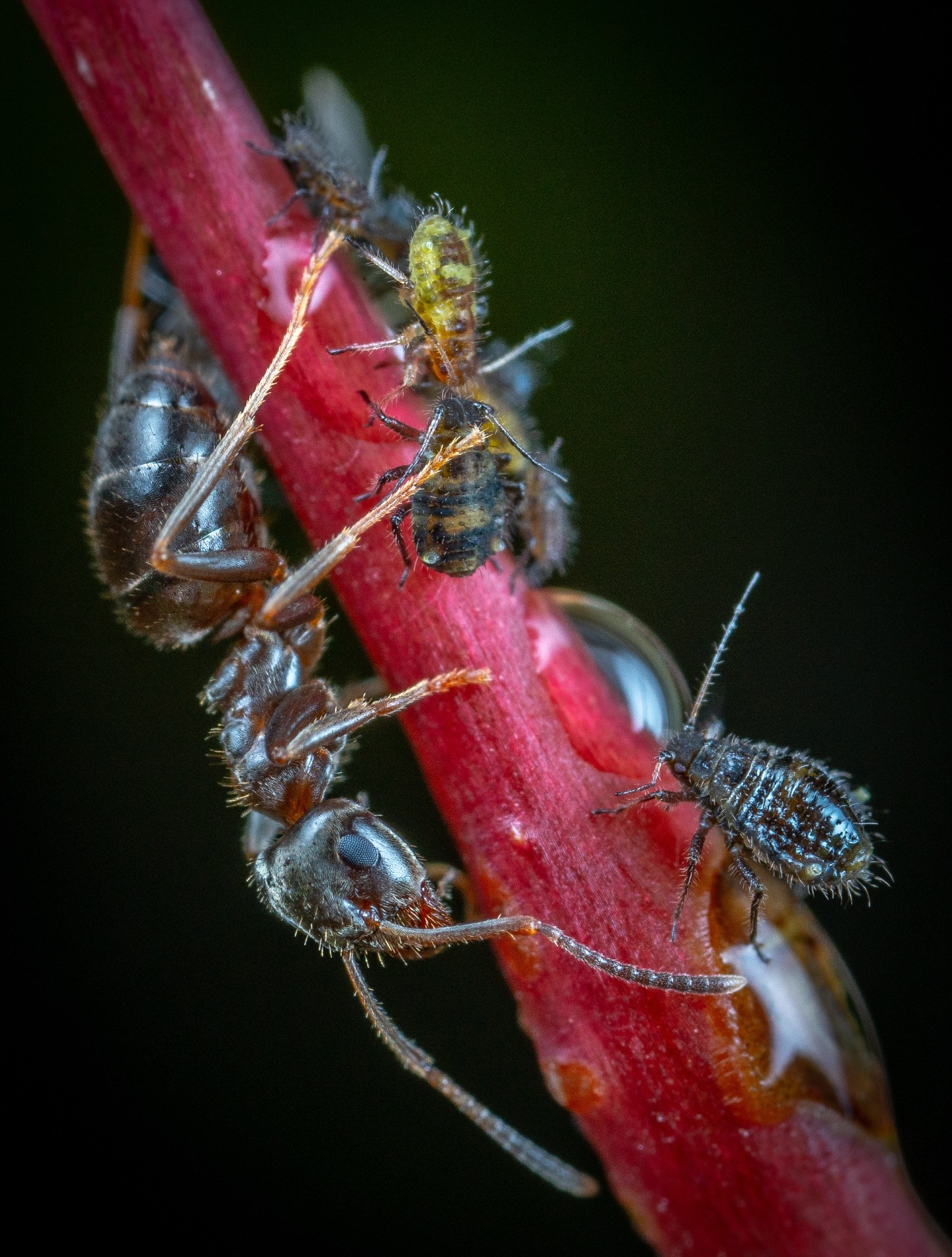 The Unsung Heroes: How the Bangladesh Entomological Society Protects Our Ecosystem