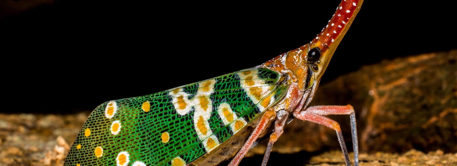 Beyond Butterflies: The Bangladesh Entomological Society's Impact on Bangladesh